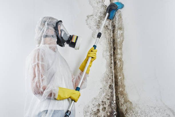 Best Mold Testing and Inspection Services in Hollywood, SC