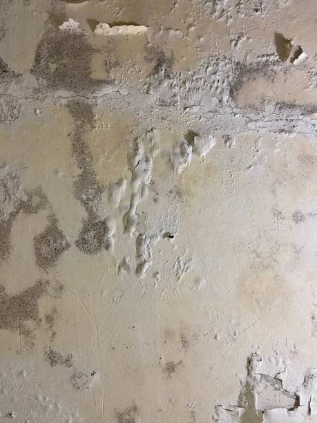Best Post-Flood Mold Remediation in Hollywood, SC